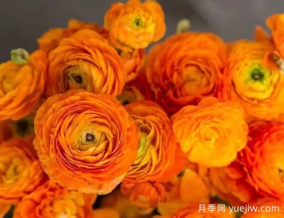欲與牡丹爭艷的花毛茛“洋牡丹”，超高顏值(圖1)