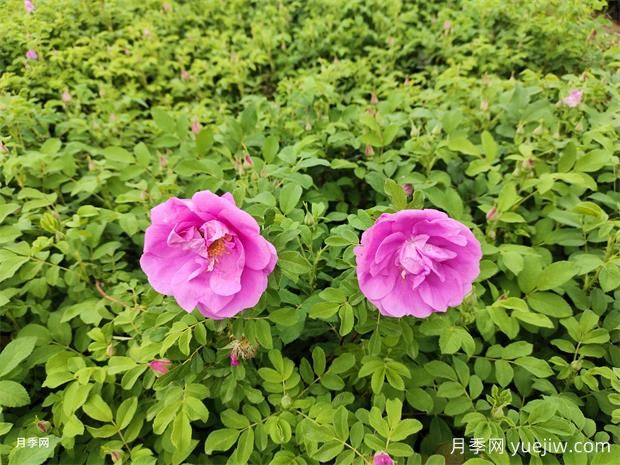 你認(rèn)為的玫瑰，其實(shí)是月季花(圖2)