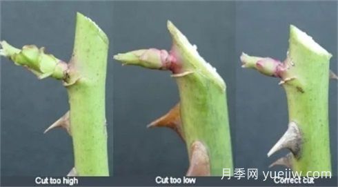 全面月季修剪教程：修剪時間、修剪程度及各類月季修剪方法(圖3)