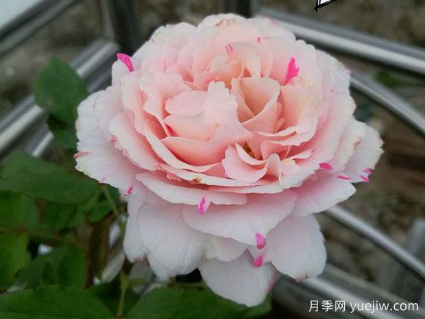 伊芙銀色月季/伊芙席爾瓦(圖1)