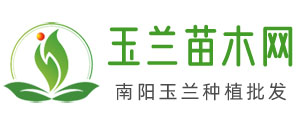中國(guó)玉蘭苗木網(wǎng)_南陽(yáng)紅白黃廣玉蘭種植批發(fā)(圖1)