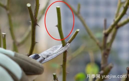 冬季修剪全掌握之灌木月季怎么剪？(圖2)
