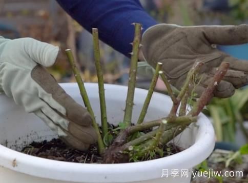 冬季修剪全掌握之灌木月季怎么剪？(圖3)