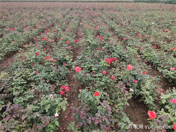 盆栽花草凍壞了還能挽救嗎？(圖1)