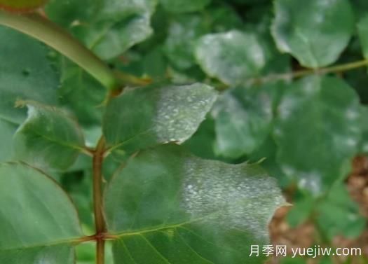9種常見的月季病蟲害，癥狀與防治都在這里(圖1)