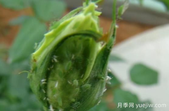 9種常見的月季病蟲害，癥狀與防治都在這里(圖2)