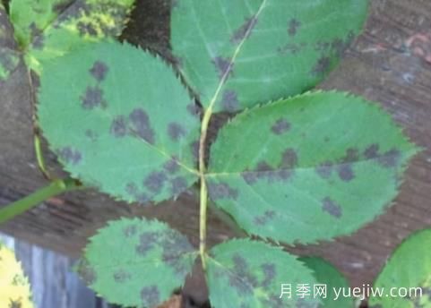 9種常見的月季病蟲害，癥狀與防治都在這里(圖3)