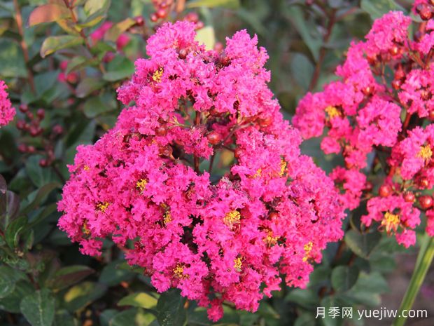 要想紫薇開花好，冬季修剪要認(rèn)真做(圖1)
