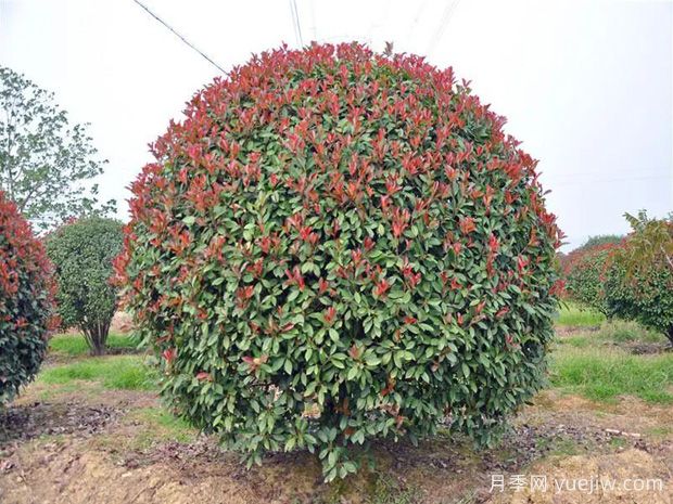 分享10個(gè)適合北方種植的常綠闊葉樹種(圖1)