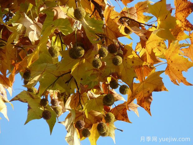 ?世界十大行道樹(shù)種類(lèi)，法桐櫸樹(shù)榆樹(shù)七葉樹(shù)在列(圖1)