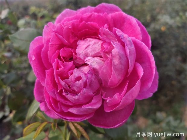害怕花刺，推薦10種無刺少刺又仙氣十足的月季品種(圖2)