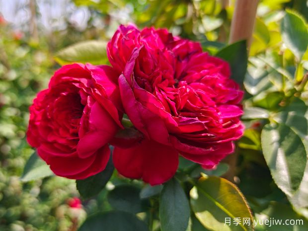 花量大到能遮陽(yáng)的4種花卉，盆里加上阿司匹林，花比葉還多(圖1)