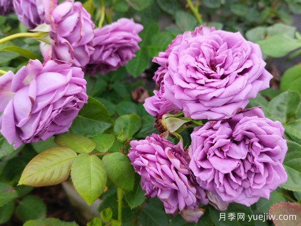 花店的玫瑰是切花月季，如何認(rèn)清月季與玫瑰、薔薇的區(qū)別(圖1)