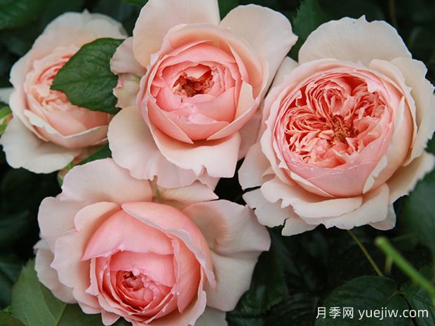 推薦8個(gè)好看又好養(yǎng)的灌木月季，讓花園更美麗(圖1)