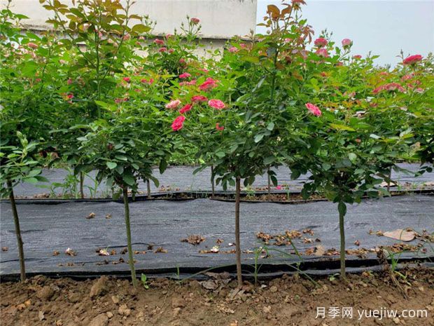 嫁接月季砧木用山木香好還是野薔薇好？(圖1)