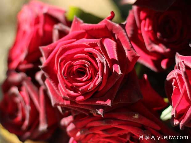 5個(gè)又耐陰又豐花的月季品種，花友有的選擇(圖2)