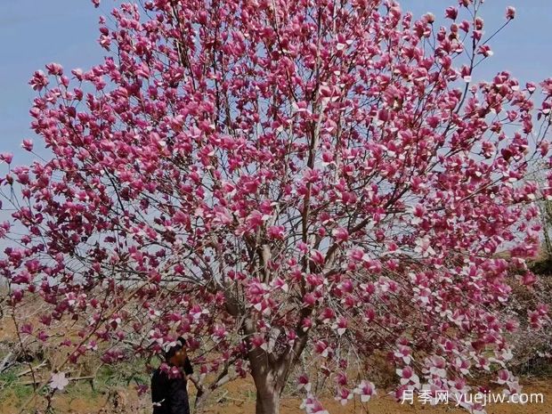 庭院植物如何種出高級感？(圖1)