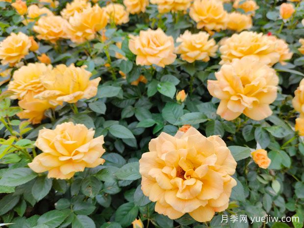 做好3件事，讓月季花開花不停歇(圖1)