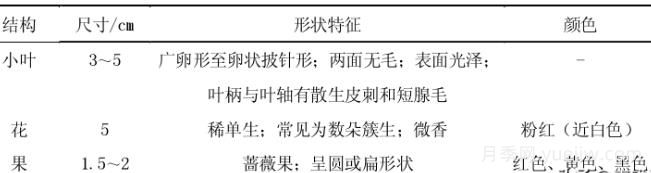 月季花的栽培與養(yǎng)護(hù)技術(shù)研究(圖2)