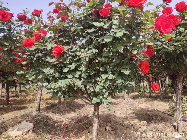 月季花的栽培與養(yǎng)護(hù)技術(shù)研究(圖4)