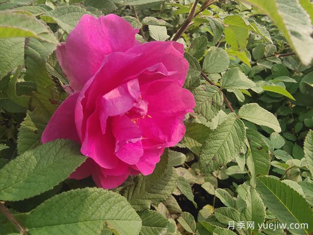 月季、玫瑰、薔薇，到底有什么區(qū)別？(圖2)