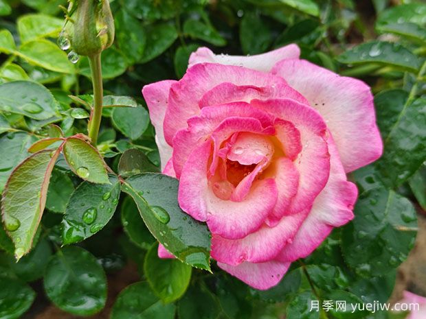 月季、玫瑰、薔薇，到底有什么區(qū)別？(圖1)