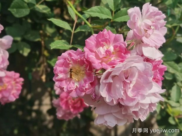 月季、玫瑰、薔薇，到底有什么區(qū)別？(圖3)