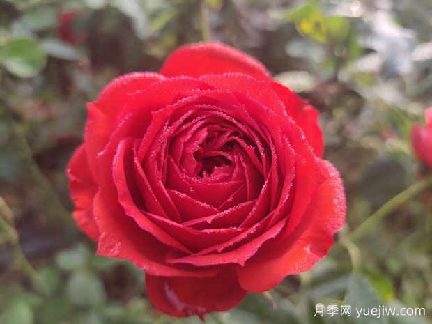 紅蘋果月季 ，純正紅色的優(yōu)秀歐月(圖1)