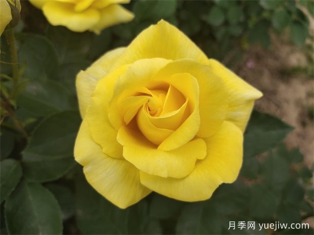 花友推薦的十大***好看月季品種，美不勝收(圖2)