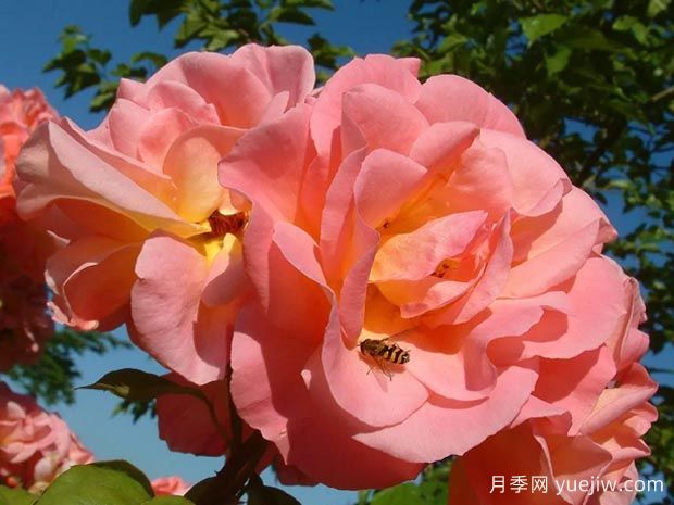 五月伊芙琳月季(圖3)