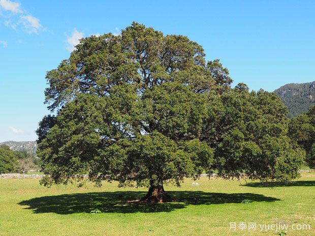 城市綠化常見(jiàn)的14種行道樹(shù)，誰(shuí)才是***優(yōu)秀的行道樹(shù)？(圖2)