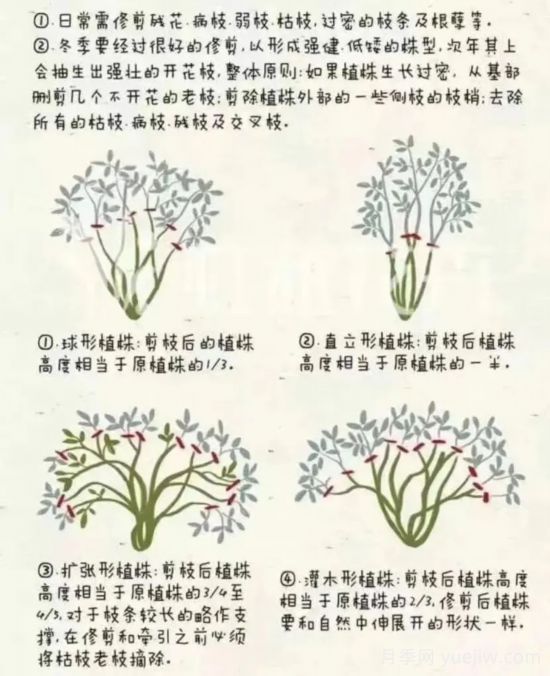 又快到春天月季修剪時(shí)，詳細(xì)圖解教你學(xué)會要領(lǐng)(圖1)
