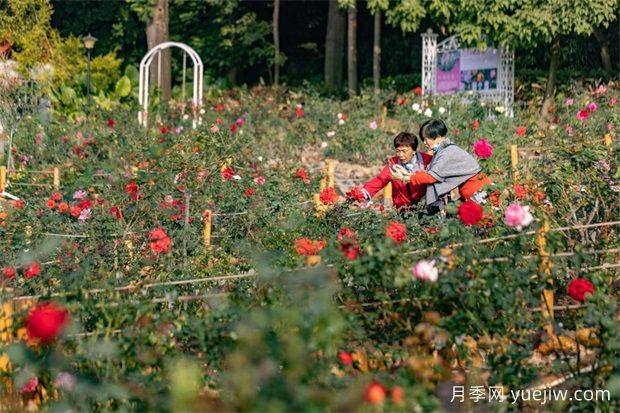 冬日爛漫花海惹人醉，廣州云臺(tái)花園1.2萬棵月季花盛放(圖1)