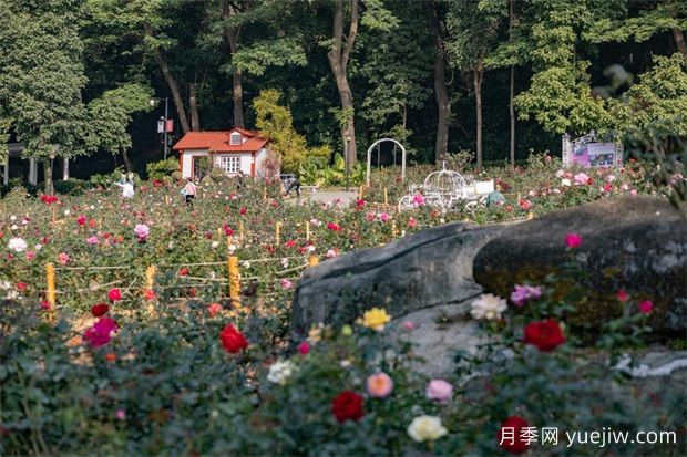 冬日爛漫花海惹人醉，廣州云臺(tái)花園1.2萬棵月季花盛放(圖3)