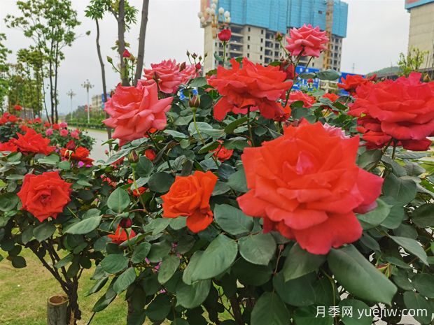 永州月季應用和景觀圖集(圖1)