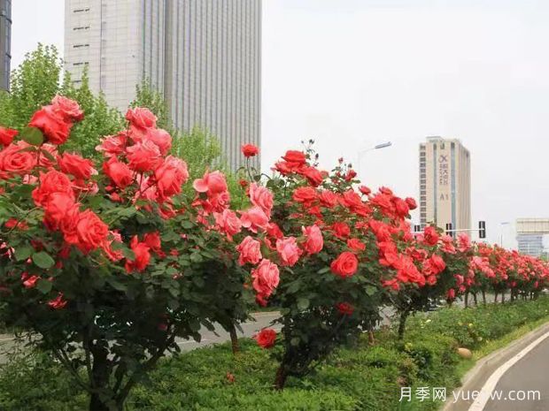 精心修剪，合肥高新區(qū)打造靚麗月季風(fēng)景線(圖1)