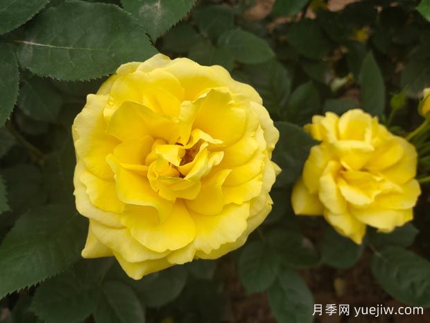 黃玫瑰的花語是什么？黃玫瑰的寓意和象征(圖1)
