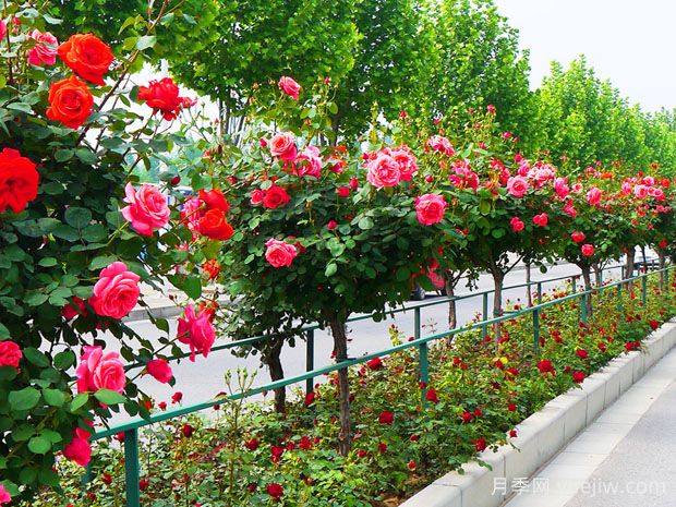 月季花的產(chǎn)地是哪里？哪個(gè)地方產(chǎn)的月季花好？(圖1)