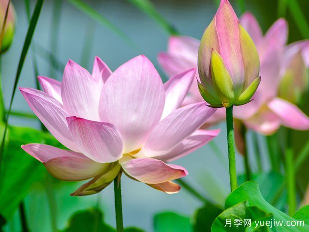 蓮花與荷花有什么區(qū)別？(圖1)