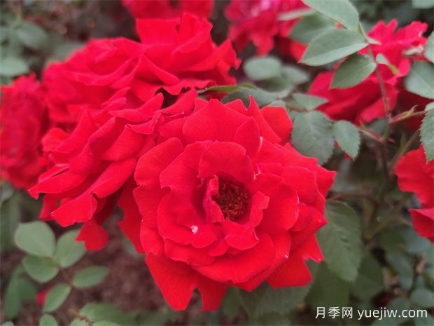 一年生、二年生，多年生花卉的區(qū)別以及園林使用(圖1)