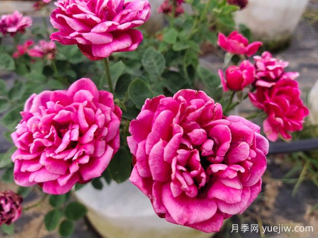 好養(yǎng)的4種月季花，可以種在陽臺(tái)或庭院里(圖1)