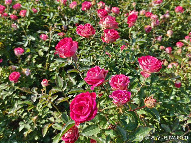 花卉種植的常見問題有哪些？應(yīng)如何解決？(圖1)