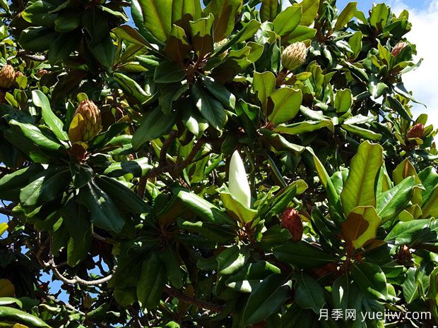 廣玉蘭什么時(shí)候開花？花語(yǔ)和種植技巧是什么？(圖1)