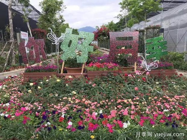 莆田：心中盛開媽祖花，看近而立之年的市花月季美麗煥新季(圖2)
