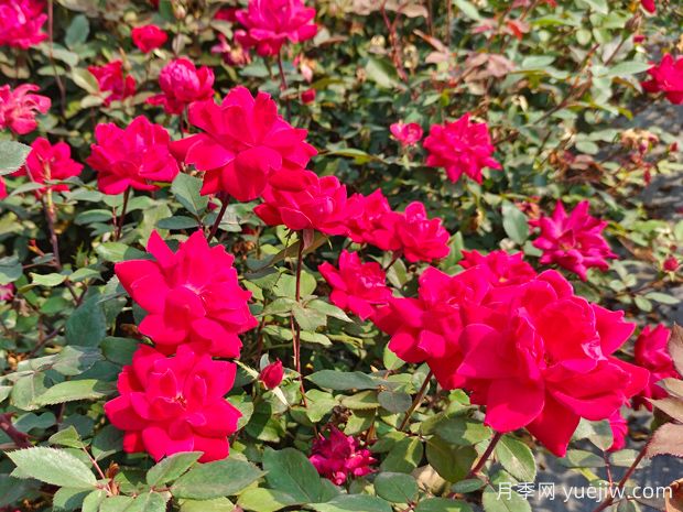 廣東東莞佛山梅州珠海等地花友如何種植月季？(圖1)