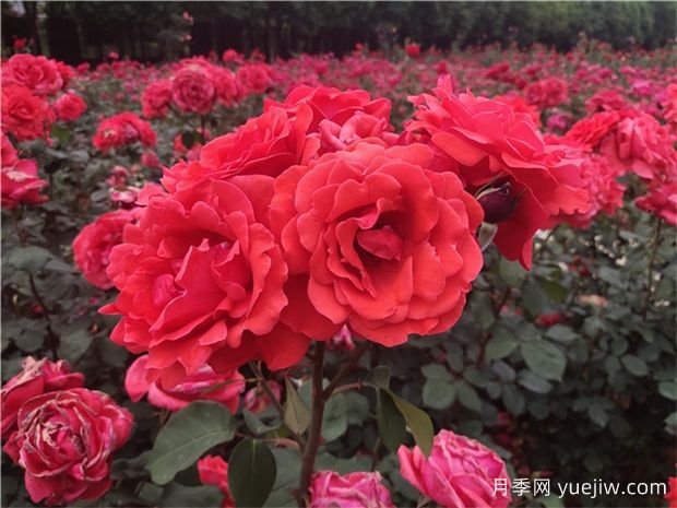 ?寶雞看月季花，就到寶雞植物園(圖1)