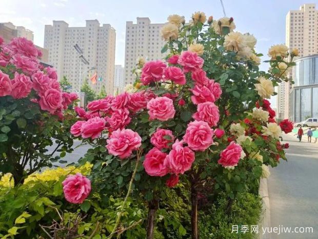臨夏高桿月季激情綻放，讓臨夏州美不勝收(圖2)