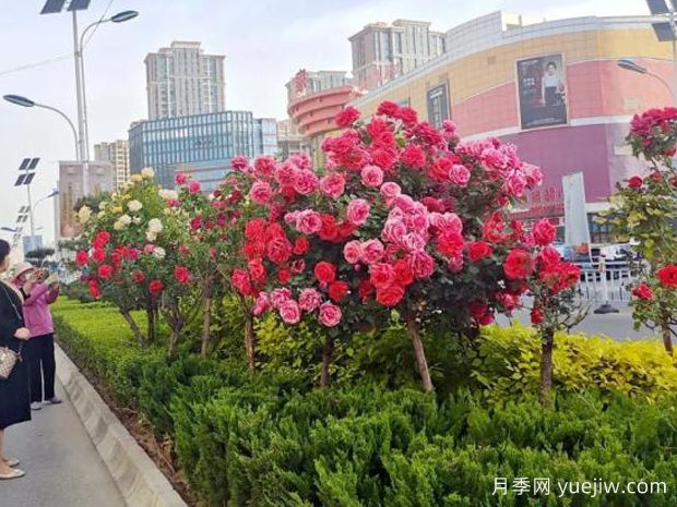 3萬余株樹狀月季花開滿城，臨夏市的浪漫你喜歡嗎？(圖2)