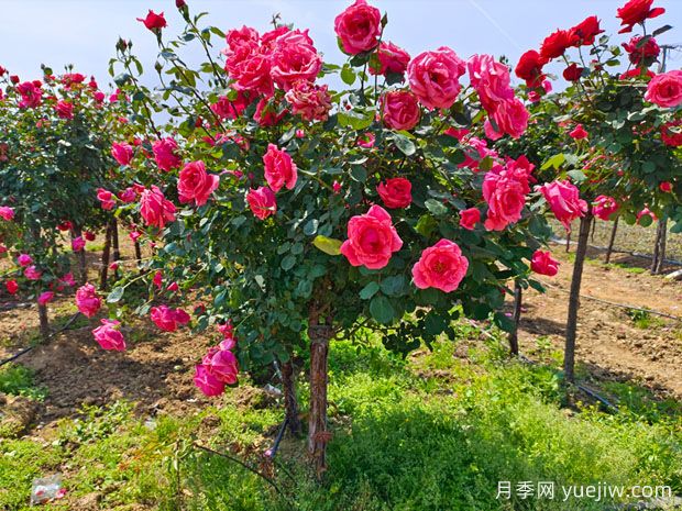 5種經(jīng)典的月季花，每一種都是顏值擔當還皮實好養(yǎng)(圖1)