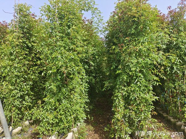 種上木香薔薇花蠻強爆花，紅橙白黃木香你喜歡哪個？(圖3)
